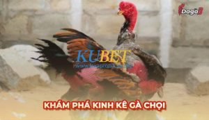 Kinh kê gà chọi: Bách khoa toàn thư về nghệ thuật đá gà