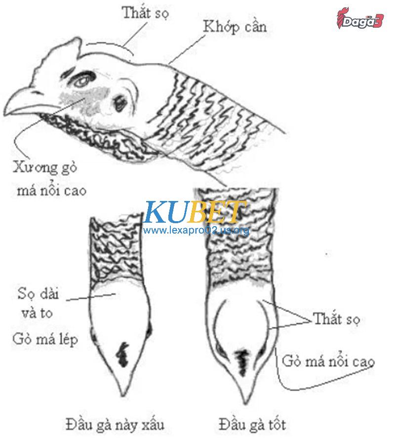 Một số nội dung trong kinh kê gà chọi