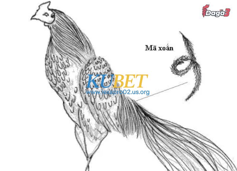 Kinh kê gà chọi nêu rõ cách xem vảy gà