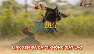Link xem đá gà trực tiếp C1 chất lượng không giật lag