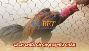 Nguyên nhân làm gà chọi yếu chân và cách điều trị hiệu quả