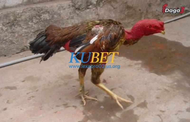 Nguyên nhân làm gà chọi yếu chân