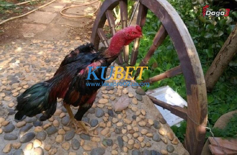 Gà chọi yếu chân do bị chấn thương