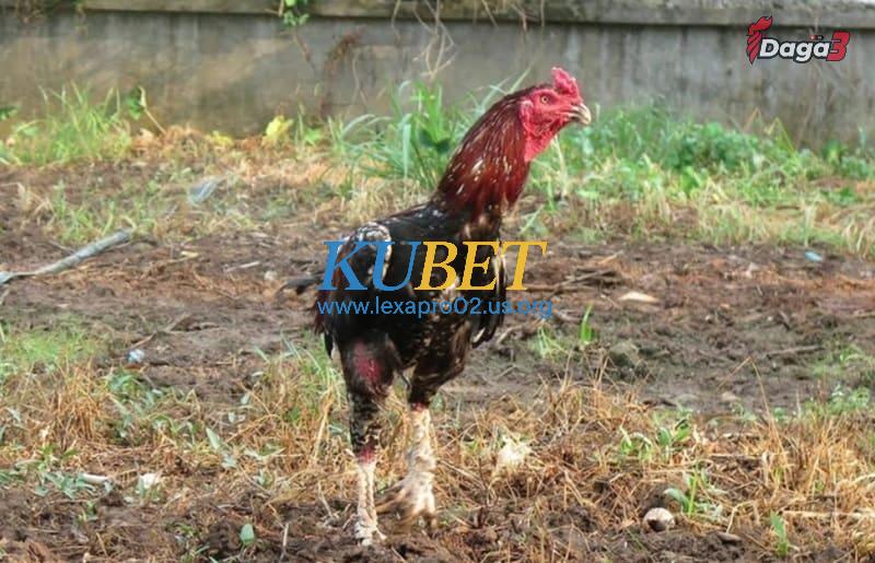 Phương pháp điều trị gà chọi yếu chân tốt nhất