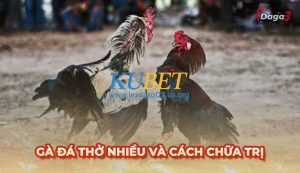 Những dấu hiệu gà đá thở nhiều mà sư kê cần đặc biệt lưu ý