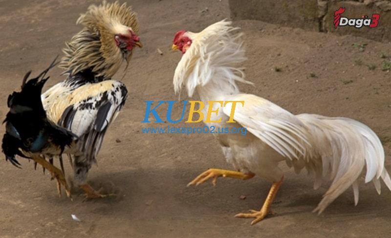 Tình trạng gà đá thở nhiều rất có hại đối với chiến kê