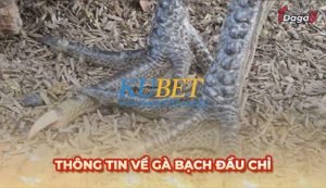 Tất tần tật về Gà Bạch Đầu: Điềm gở hay Thần Kê nên sở hữu