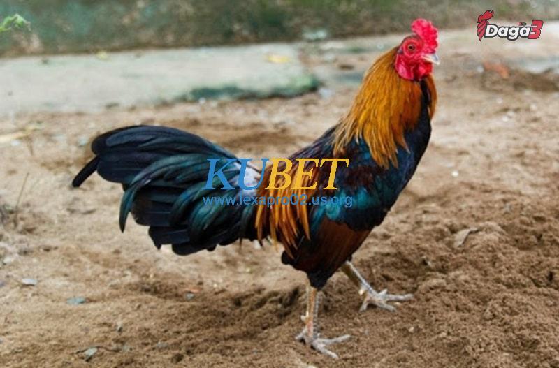 Cách chăm sóc gà bạch đầu hiệu quả