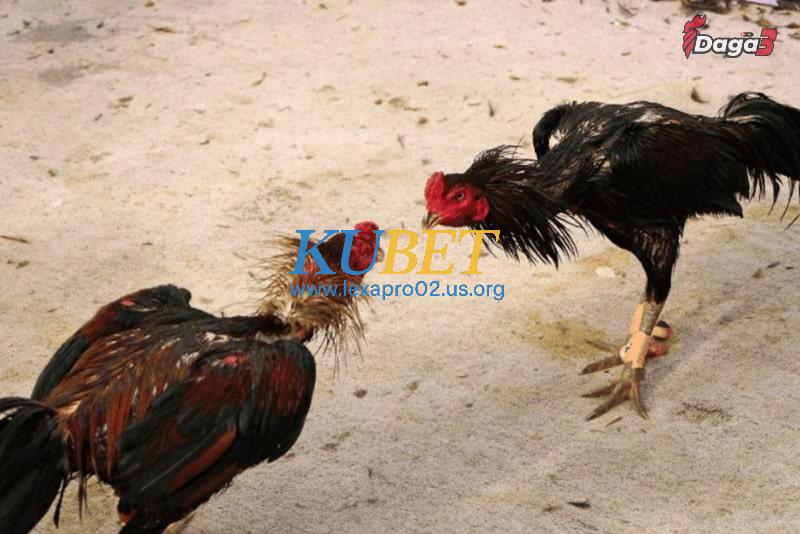 Thuốc nhỏ có tác dụng to lớn đối với gà đá