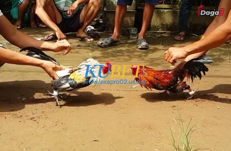 Những điều cần lưu ý khi sư kê sử dụng thuốc nhỏ cho gà đá