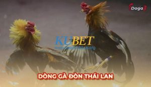 Tìm hiểu về Gà đòn Thái Lan chi tiết nhất tại Đá Gà TV