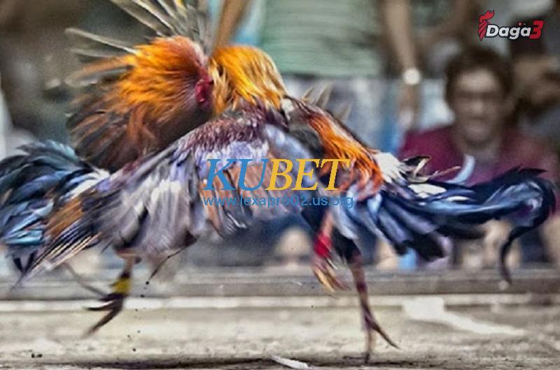 Hướng dẫn chăm sóc gà đòn Thái Lan đúng cách