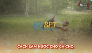 Tổng hợp cách làm nước cho gà chọi sư kê không thể bỏ qua