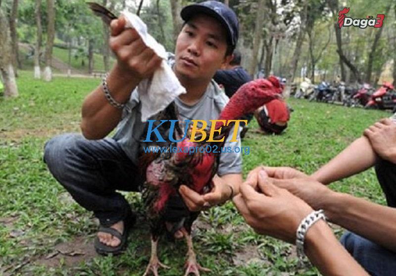 Lợi ích khi thực hiện cách làm nước cho gà chọi