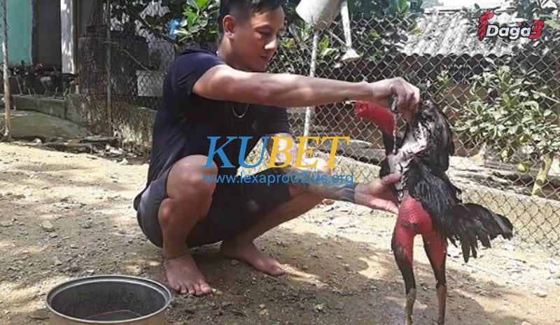 Cách làm nước cho gà chọi trước khi thả gà