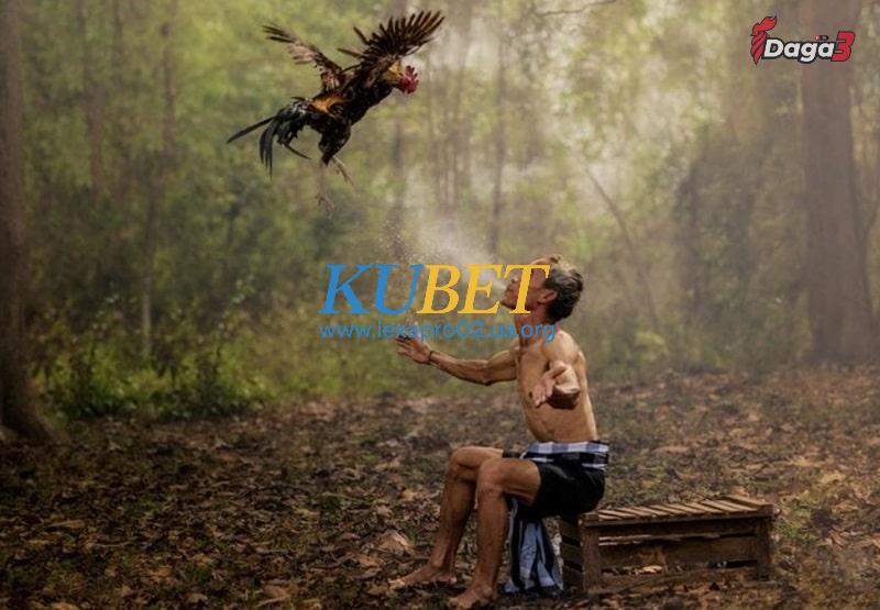 Cách làm nước cho gà chọi sau khi trận đấu kết thúc