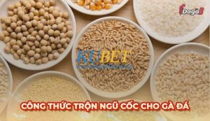 Top 4 công thức ngũ cốc cho gà đá và các lưu ý cần nhớ