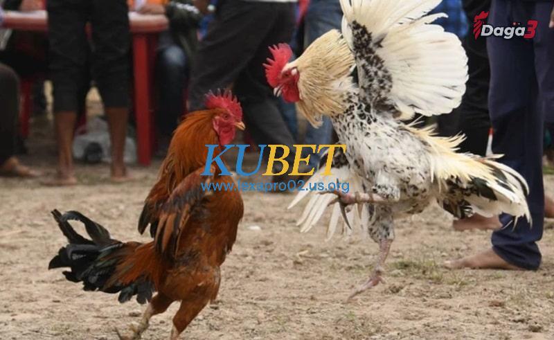 Những lưu ý khi pha trộn ngũ cốc cho gà đá