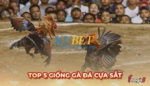 Top 5 giống gà đá cựa sắt làm mưa làm gió năm 2025