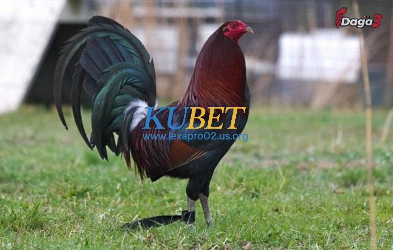 McLean Hatch là một giống gà đá cựa sắt huyền thoại