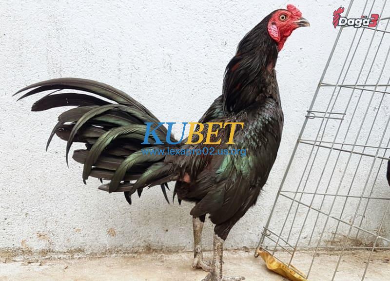 Giống gà đá cựa sắt JAP xuất xứ từ Nhật Bản