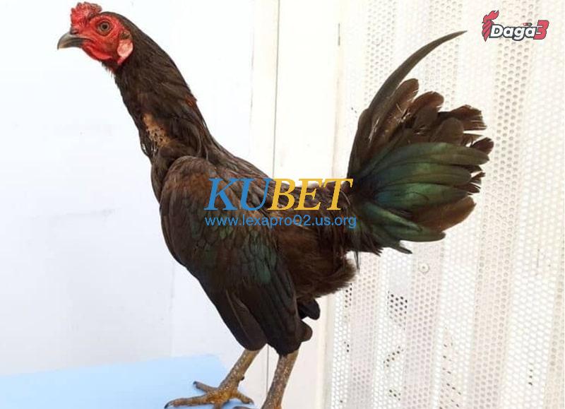 Cuban là giống gà đá cựa sắt nguồn gốc từ Cuba